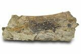 Dinosaur (Triceratops) Rib Bone Section - Wyoming #381193-1